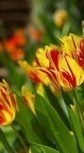 Blumen,Pflanzen,Tulpen für Sony Ericsson Live with Walkman