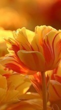 Blumen,Pflanzen,Tulpen für Fly ERA Energy 1 IQ4502 