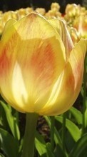 Lade kostenlos 240x320 Hintergrundbilder Pflanzen,Blumen,Tulpen für Handy oder Tablet herunter.