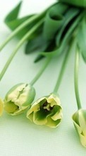 Lade kostenlos 320x240 Hintergrundbilder Pflanzen,Blumen,Tulpen für Handy oder Tablet herunter.