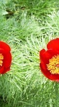Pflanzen,Blumen,Tulpen für Nokia E63