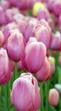Lade kostenlos 1024x600 Hintergrundbilder Pflanzen,Blumen,Tulpen für Handy oder Tablet herunter.