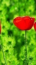 Lade kostenlos Hintergrundbilder Pflanzen,Blumen,Tulpen für Handy oder Tablet herunter.
