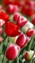 Lade kostenlos 128x160 Hintergrundbilder Pflanzen,Blumen,Tulpen für Handy oder Tablet herunter.