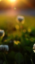 Lade kostenlos Hintergrundbilder Pflanzen,Blumen,Sunset für Handy oder Tablet herunter.