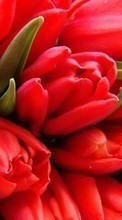 Lade kostenlos Hintergrundbilder Blumen,Bilder,Tulpen für Handy oder Tablet herunter.