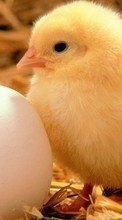 Tiere,Eggs,Küken