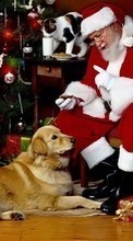 Lade kostenlos Hintergrundbilder Feiertage,Tiere,Katzen,Hunde,Neujahr,Väterchen Frost,Weihnachtsmann,Weihnachten,Schweine für Handy oder Tablet herunter.