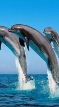 Lade kostenlos Hintergrundbilder Tiere,Wasser,Delfine,Sea,Fische für Handy oder Tablet herunter.