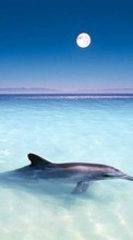 Lade kostenlos Hintergrundbilder Tiere,Wasser,Delfine,Sea,Fische für Handy oder Tablet herunter.