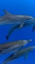 Lade kostenlos Hintergrundbilder Tiere,Delfine,Sea,Fische für Handy oder Tablet herunter.