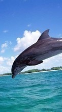Lade kostenlos Hintergrundbilder Tiere,Delfine,Sea,Fische für Handy oder Tablet herunter.