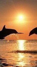 Lade kostenlos 1024x768 Hintergrundbilder Tiere,Sunset,Delfine,Sea,Sun für Handy oder Tablet herunter.