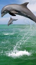 Lade kostenlos Hintergrundbilder Tiere,Wasser,Delfine,Sea für Handy oder Tablet herunter.