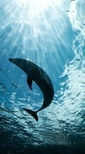 Lade kostenlos Hintergrundbilder Tiere,Delfine,Sea für Handy oder Tablet herunter.
