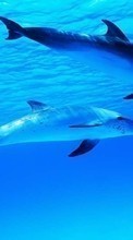 Lade kostenlos Hintergrundbilder Tiere,Delfine,Sea für Handy oder Tablet herunter.