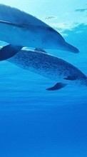 Lade kostenlos Hintergrundbilder Delfine,Sea,Tiere für Handy oder Tablet herunter.