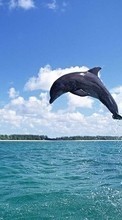 Lade kostenlos Hintergrundbilder Tiere,Wasser,Sky,Delfine,Fische für Handy oder Tablet herunter.