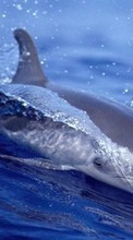 Lade kostenlos 128x160 Hintergrundbilder Tiere,Wasser,Delfine,Fische für Handy oder Tablet herunter.