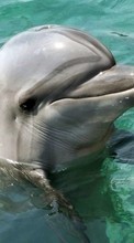 Lade kostenlos 320x480 Hintergrundbilder Tiere,Delfine,Fische für Handy oder Tablet herunter.