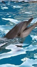Lade kostenlos Hintergrundbilder Tiere,Wasser,Delfine für Handy oder Tablet herunter.