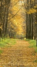 Bäume,Roads,Herbst,Landschaft für Google Pixel 5