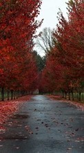 Landschaft,Bäume,Roads,Herbst für Lenovo Sisley S90