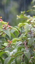 Landschaft,Bäume,Regen,Drops für HTC Desire 826