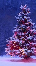 Lade kostenlos Hintergrundbilder Bäume,Tannenbaum,Neujahr,Feiertage für Handy oder Tablet herunter.