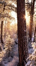 Lade kostenlos 540x960 Hintergrundbilder Landschaft,Winterreifen,Bäume,Schnee,Tannenbaum für Handy oder Tablet herunter.