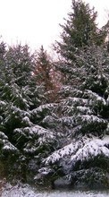 Lade kostenlos Hintergrundbilder Landschaft,Winterreifen,Bäume,Tannenbaum für Handy oder Tablet herunter.