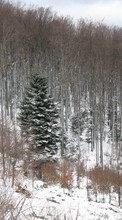 Lade kostenlos 320x480 Hintergrundbilder Landschaft,Winterreifen,Bäume,Tannenbaum für Handy oder Tablet herunter.