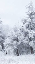 Lade kostenlos 128x160 Hintergrundbilder Landschaft,Winterreifen,Bäume,Tannenbaum für Handy oder Tablet herunter.