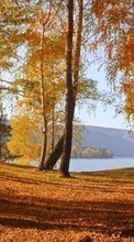 Landschaft,Bäume,Herbst,Blätter,Birken für BlackBerry Curve 9360