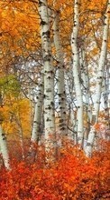 Lade kostenlos Hintergrundbilder Landschaft,Bäume,Herbst,Birken für Handy oder Tablet herunter.