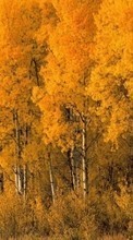 Lade kostenlos Hintergrundbilder Landschaft,Bäume,Herbst,Birken für Handy oder Tablet herunter.