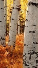 Lade kostenlos 360x640 Hintergrundbilder Landschaft,Bäume,Herbst,Birken für Handy oder Tablet herunter.