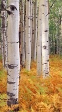 Lade kostenlos 1280x800 Hintergrundbilder Landschaft,Bäume,Herbst,Birken für Handy oder Tablet herunter.