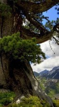 Lade kostenlos Hintergrundbilder Bäume,Mountains,Landschaft für Handy oder Tablet herunter.