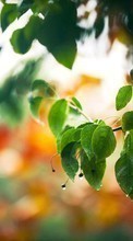 Lade kostenlos Hintergrundbilder Pflanzen,Bäume,Blätter,Drops für Handy oder Tablet herunter.