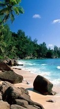 Landschaft,Bäume,Sea,Strand,Palms,Sommer für Samsung Galaxy Ace NXT