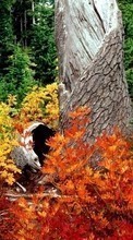 Lade kostenlos 800x480 Hintergrundbilder Landschaft,Bäume,Herbst,Blätter für Handy oder Tablet herunter.