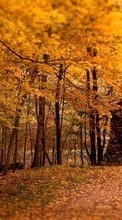 Lade kostenlos Hintergrundbilder Landschaft,Bäume,Herbst,Blätter für Handy oder Tablet herunter.
