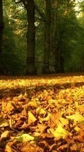 Lade kostenlos Hintergrundbilder Bäume,Blätter,Herbst,Landschaft für Handy oder Tablet herunter.