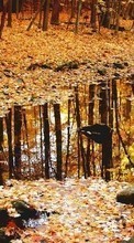 Lade kostenlos Hintergrundbilder Landschaft,Natur,Bäume,Herbst,Blätter für Handy oder Tablet herunter.