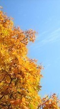 Lade kostenlos 320x480 Hintergrundbilder Pflanzen,Bäume,Herbst für Handy oder Tablet herunter.