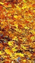 Lade kostenlos Hintergrundbilder Pflanzen,Bäume,Herbst,Blätter für Handy oder Tablet herunter.