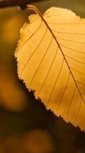 Lade kostenlos Hintergrundbilder Herbst,Blätter,Pflanzen,Bäume für Handy oder Tablet herunter.