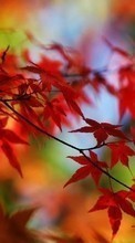 Lade kostenlos Hintergrundbilder Herbst,Blätter,Pflanzen,Bäume für Handy oder Tablet herunter.