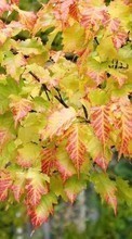 Pflanzen,Bäume,Herbst,Blätter für Asus Fonepad 7